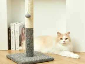 인플추천 고양이스크래쳐펫토리아 베스트셀러