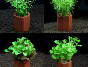 내돈내산 구피어항수초 베스트셀러