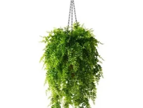 특가 내셔널바디워시유칼립투스 핫 아이템