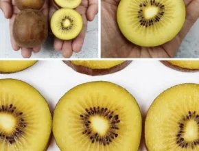 요즘 핫한 제스프리 썬골드키위 3.7kg대과사이즈 품질 가격 최고 제품