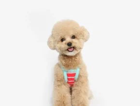 특가 활용도 만점 이너아이템정사이즈 권장.반사이즈 위로권장. 스테파넬 슬리브리스 니트탑 3종  핫 아이템