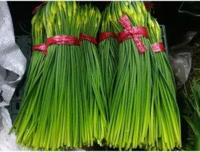 내돈내산 국산마늘쫑판매 베스트셀러